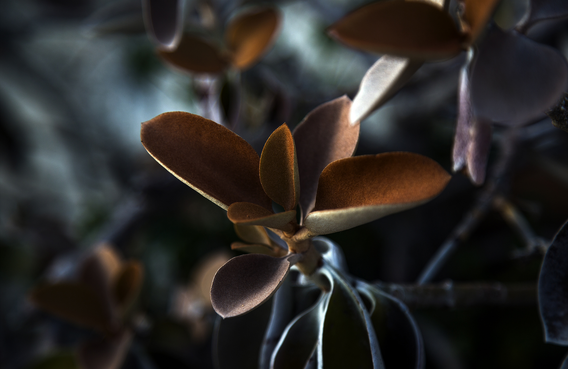 plantæ